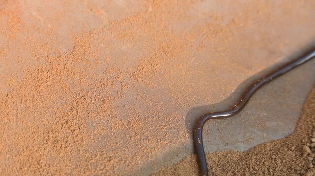 Indotyphlops braminus snake. Its common name brahminy blind snake&nbsp;and blind worm snake. It is a non venomous&nbsp;blind snake&nbsp;species, found mostly in Africa and Asia. Its fossorial or  burrowing reptile.
