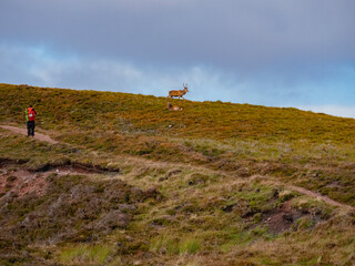 A Hiker and Two Red Stags