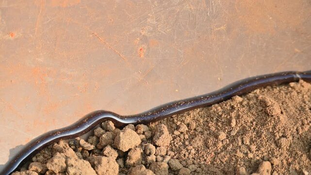 Indotyphlops braminus snake. Its common name brahminy blind snake&nbsp;and blind worm snake. It is a non venomous&nbsp;blind snake&nbsp;species, found mostly in Africa and Asia. Its fossorial or  burrowing reptile.
