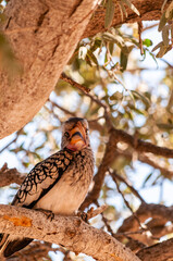 A Southern yellow-billed hornbill -Tockus leucomelas- sitting on a branch of a tree