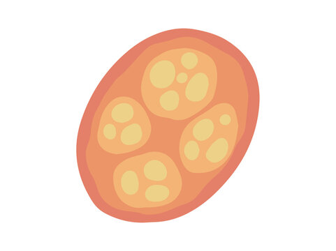 Human Parasite Coccidia Illustration
