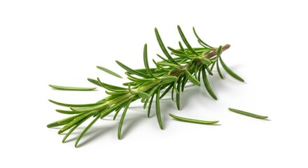 Fototapeta premium Rosemary sprig lying on a white surface; small leaves are scattered nearby