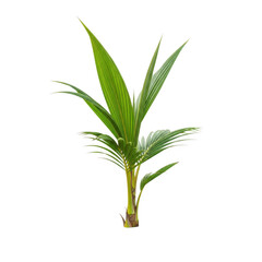 Fototapeta premium Young coconut palm tree seedling vibrant green leaves isolated studio shot isolated on transparent background