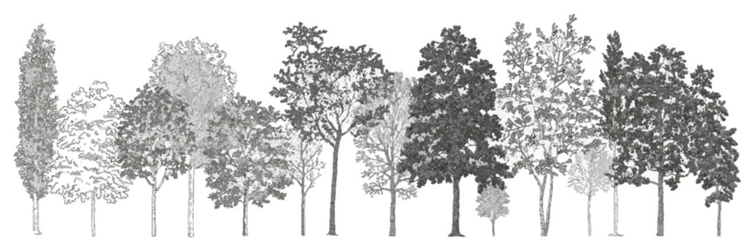 Architectural vector drawing of wetland forest tree-line section and side view set for landscape design illustration with separate layered elements.