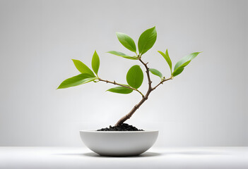 Small Bonsai Tree in White Pot on Gray Background