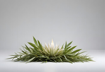 Small Bonsai Tree in White Pot on Gray Background