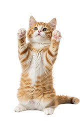 Obraz premium Adorable orange tabby kitten standing on hind legs reaching upwards cute pet animal cat isolated on transparent background