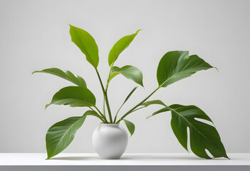 White Vase with Green Leaves and White Flowers on Gray Background