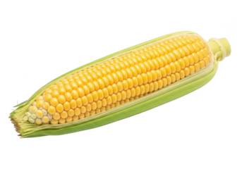 High-resolution corn on the cob image for food bloggers and designers, sweetcorn, maize, corncob, yellow corn, fresh corn, vegetarian, vegan, healthy eating, isolated on transparent background