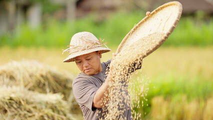 Indonesian woman farmer winnowing or sifting harvested rice grains in paddy field, straw hat, rural indonesia, women in agriculture, southeast asia