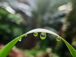 water drops on a green leaf