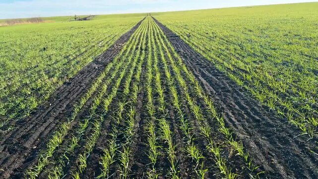 winter wheat sprouted in autumn, spring is coming soon and a new
