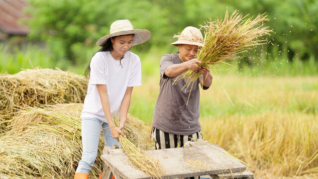 Southeast asian women farmers threshing rice by hand in rural field in indonesia, asia, harvesting