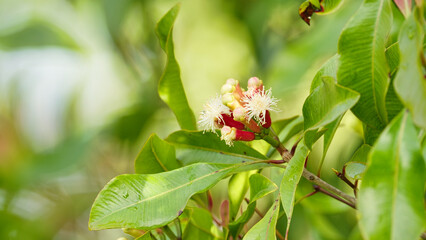 closeup of clove bud and flower spice on tree branch, leaves, sulawesi, indonesia