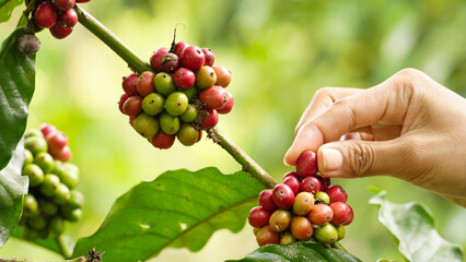 closeup of farmer hand harvesting ripe red robusta cherry or berry, caffea canephora, for making coffee beans, field or farm in sulawesi, indonesia, southeast asia