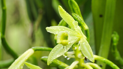 vanilla flower, planifolia species, on farm or plantation, closeup