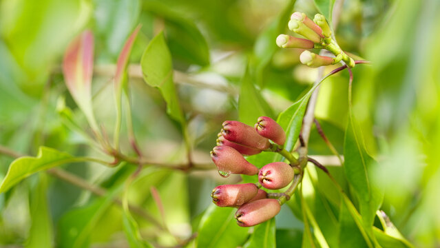 closeup of red clove fruit and flower bud on tree branch of syzygium aromaticum, sulawesi, indonesia