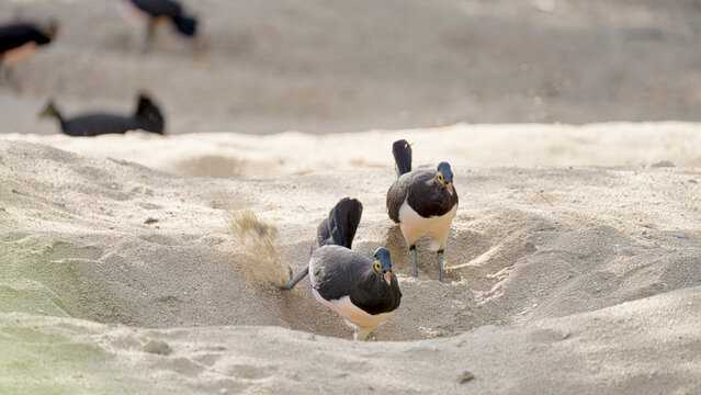 maleo bird, macrocephalon, a megapode in sulawesi indonesia, endemic species, digging sand to lay eggs
