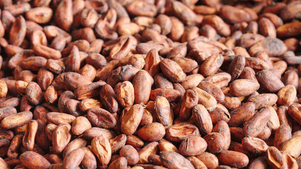closeup, fermented and dried cocoa beans post-harvest, indonesia