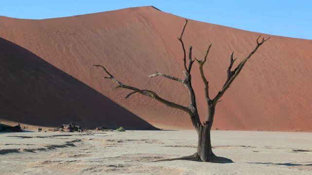 a tilt up shot of a dead camelthorn tree with big daddy sand dune in the distance at deadvlei of sossusvlei in namibia, africa