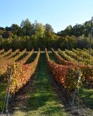 Obraz premium Jesień w Toskanii, Italia.