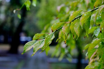 雨の日の緑と神社の参道