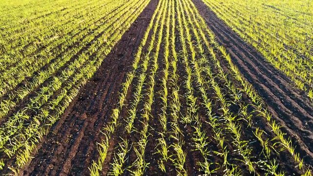 winter wheat sprouted in autumn, spring is coming soon and a new