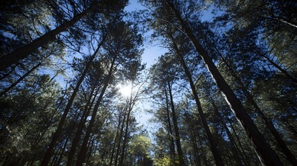 Obraz premium Tall evergreen trees point sharply toward a bright sunlit blue sky in a dense woodland