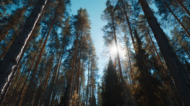 Tall evergreen trees reach toward a bright blue sky in a dense woodland environment