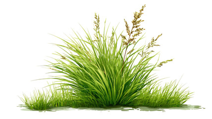tuft of green grass fresh blades natural lawn clump meadow vegetation outdoor plant element isolated on white background