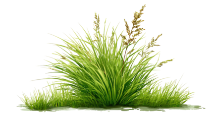 tuft of green grass fresh blades natural lawn clump meadow vegetation outdoor plant element isolated on white background