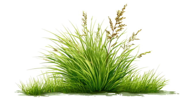 tuft of green grass fresh blades natural lawn clump meadow vegetation outdoor plant element isolated on white background