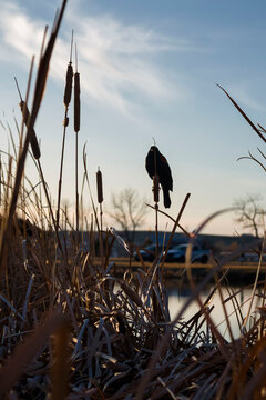 Black bird at Gillette fishing lake