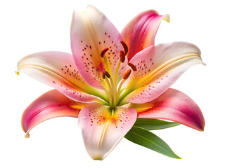 Naklejka premium lily flower isolated on White Background ,PNG. AI Generated 