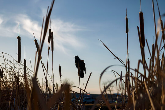Black bird at Gillette fishing lake