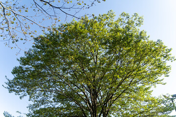 Fresh green tree under blue sky③