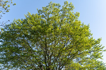 Fresh green tree under blue sky②
