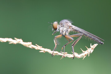Robberfly  on  leaf