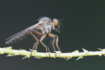 Robberfly  on  leaf