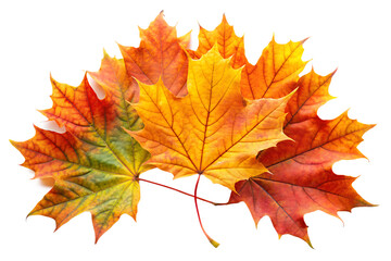 Obraz premium Maple autumn leaves isolated on White Background ,PNG. AI Generated 