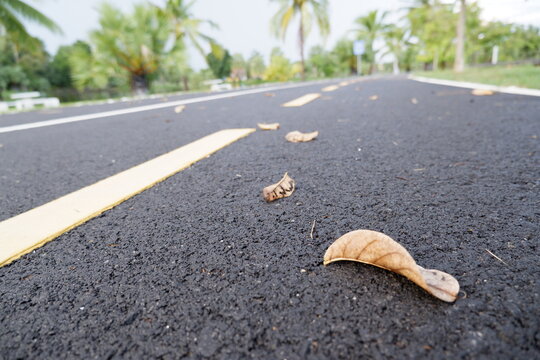 Low angle view of quiet asphalt road with yellow line, adorned with few fallen dry leaves, leading into tranquil park area with lush green palm trees. scene evokes feeling of peace and natural