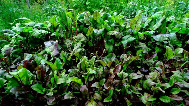 Moving camera left to right showing garden bed full of nicely growing organic beetroots