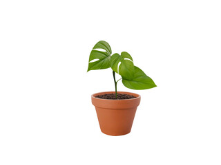 Rhaphidophora pertusa or Monstera pertusa pot plant isolated on a white background