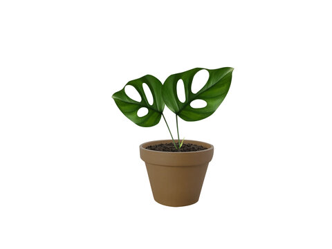 Rhaphidophora pertusa or Monstera pertusa pot plant isolated on a white background