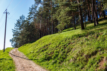 Winding dirt road ascends a lush green hillside, bordered by towering pine trees under a clear blue sky. A scenic forest path for outdoor adventure