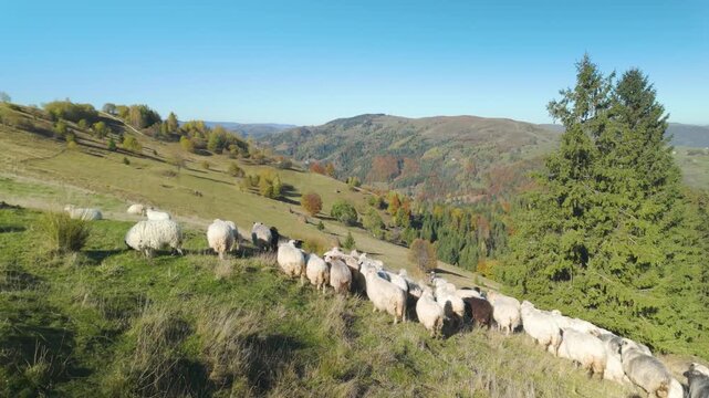 Ukrainian highlanders Hutsuls are engaged in cattle breeding, sheep graze on a mountain pasture against the backdrop of autumn in the Carpathians