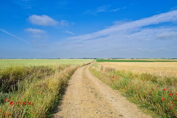 자연 경관 초목 농촌 계절 네이처 하늘 구름