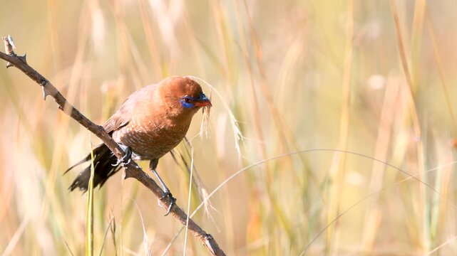 A male Purple Grenadier, a species of finch native to eastern Africa in Serengeti National park.