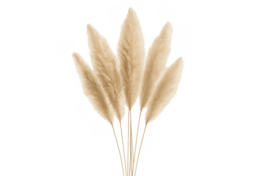 Pampas grass plumes creating dried boho decor element