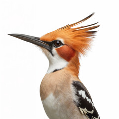 Close-up portrait of a Hoopoe bird with vibrant orange crest and sharp black beak, isolated on white background
